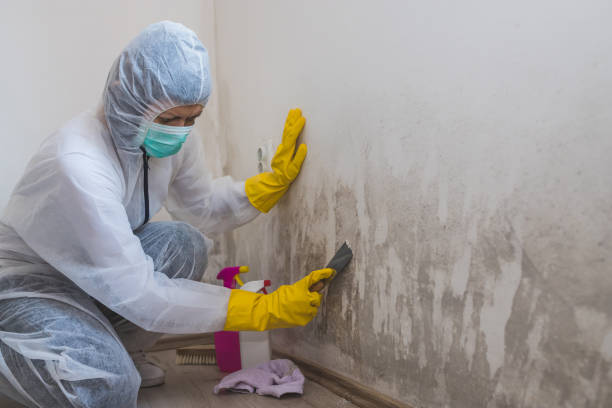 Best Mold Remediation for Specific Building Types in Myersville, MD
