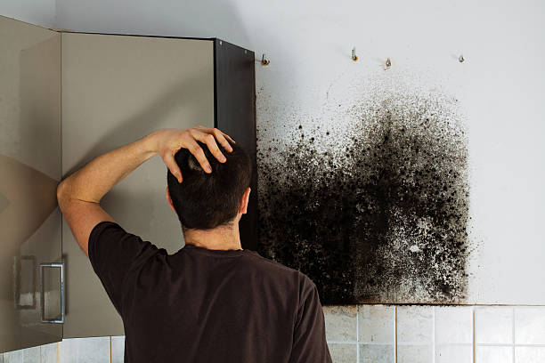 Best Black Mold Remediation in Myersville, MD