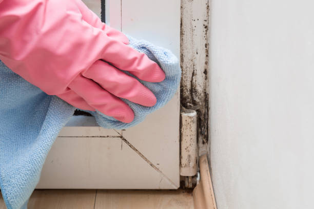 Best Bathroom Mold Remediation in Myersville, MD