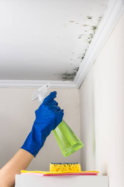 Best Basement Mold Remediation in Myersville, MD